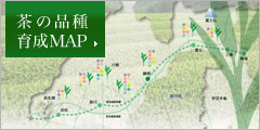 茶の品種育成MAP